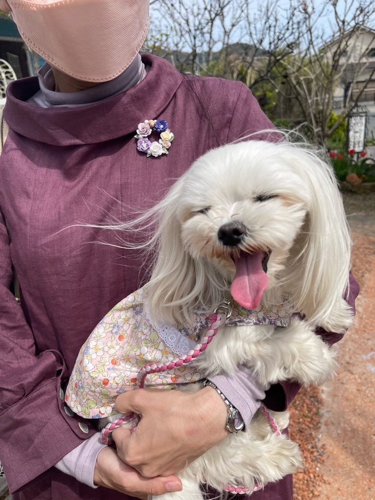 f:id:zappa38:20230402194259j:image