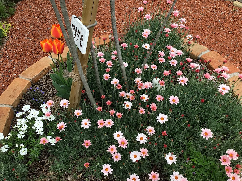 f:id:zappa38:20230406124429j:image