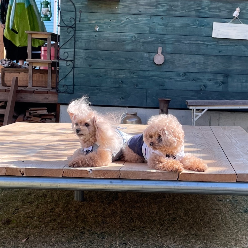 f:id:zappa38:20230409022434j:image