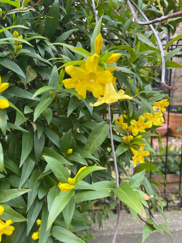 f:id:zappa38:20230411201114j:image