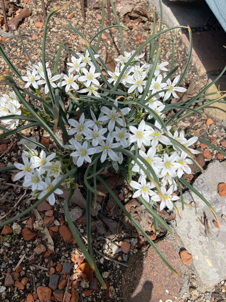 f:id:zappa38:20230411201131j:image