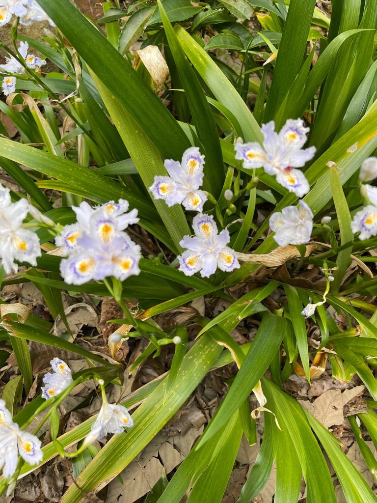 f:id:zappa38:20230411201152j:image