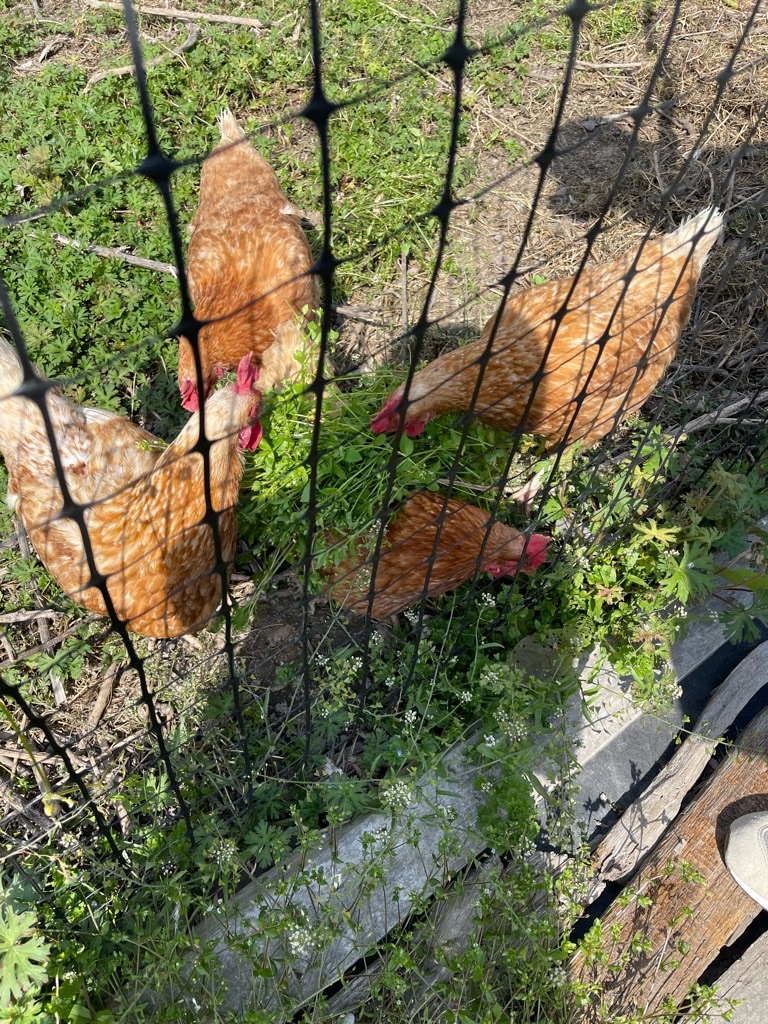 f:id:zappa38:20230411201202j:image