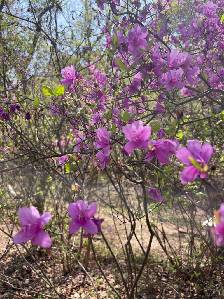 f:id:zappa38:20230411201229j:image