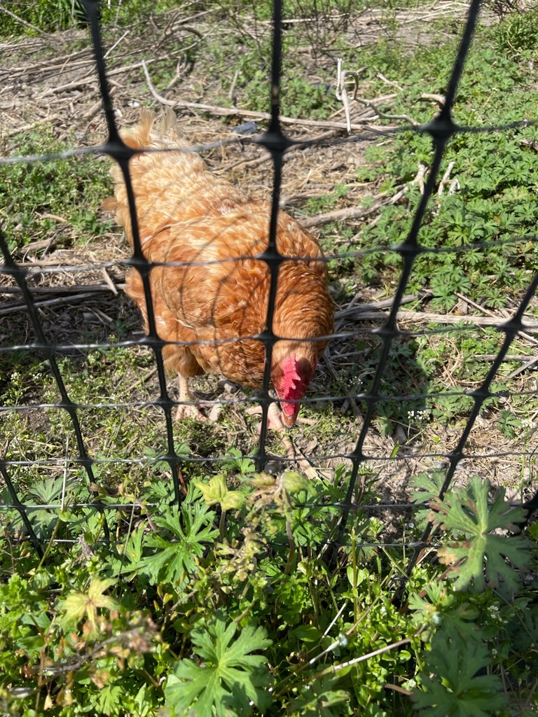 f:id:zappa38:20230411201238j:image