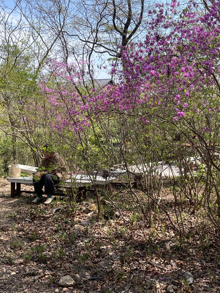 f:id:zappa38:20230411201254j:image