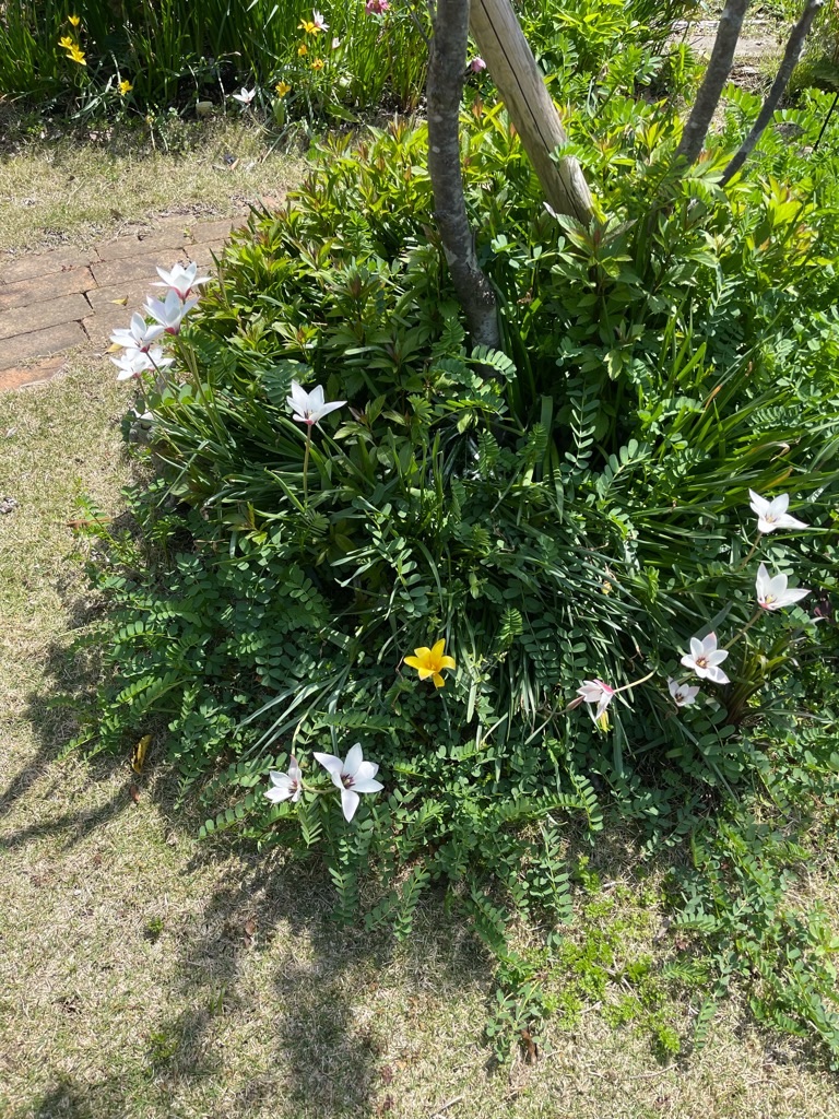 f:id:zappa38:20230411203235j:image