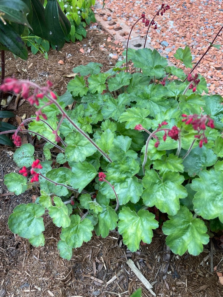 f:id:zappa38:20230414192521j:image