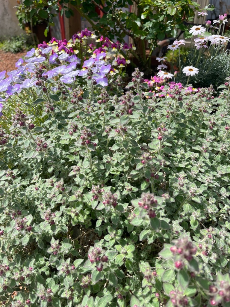 f:id:zappa38:20230414192531j:image