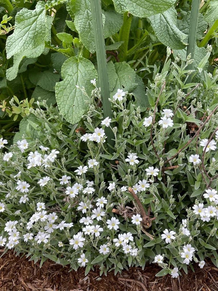 f:id:zappa38:20230414192537j:image