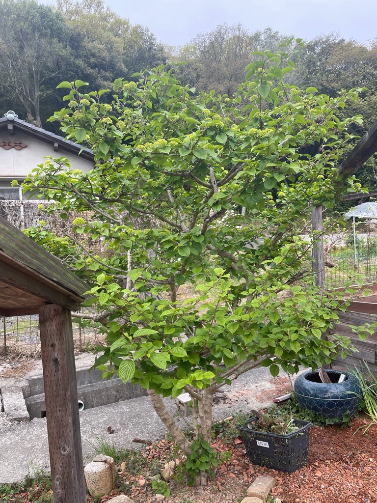 f:id:zappa38:20230414192546j:image