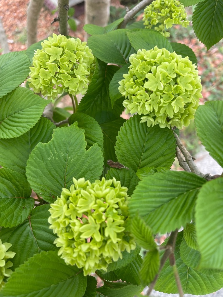 f:id:zappa38:20230414192557j:image