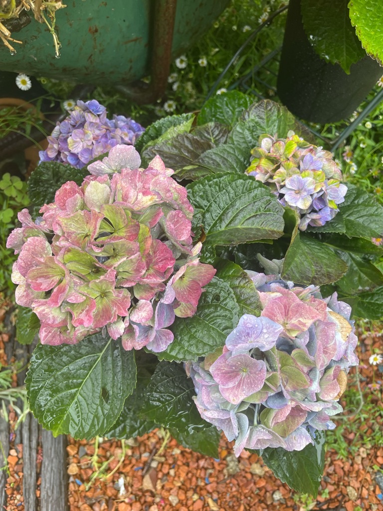 f:id:zappa38:20230519200241j:image f:id:zappa38:20230519200241j:image