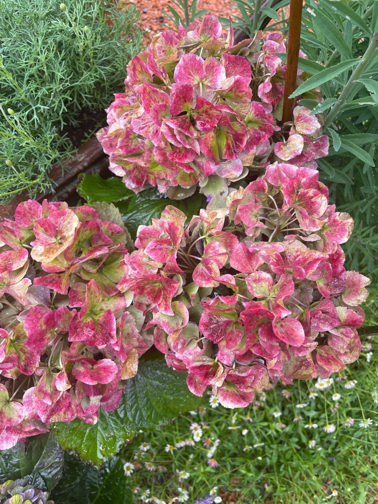 f:id:zappa38:20230519200257j:image f:id:zappa38:20230519200257j:image