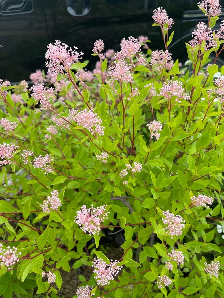 f:id:zappa38:20230519200303j:image f:id:zappa38:20230519200303j:image