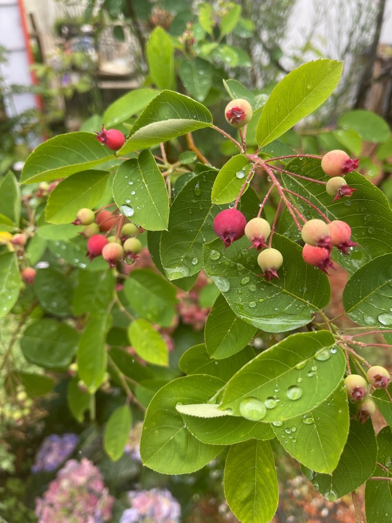 f:id:zappa38:20230519200329j:image f:id:zappa38:20230519200329j:image