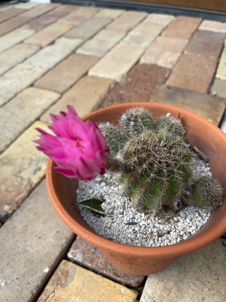 f:id:zappa38:20230527203310j:image