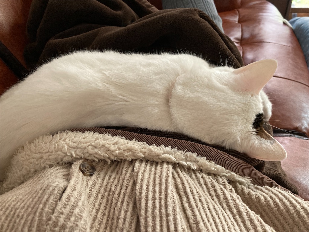 f:id:zappa38:20230606112529j:image