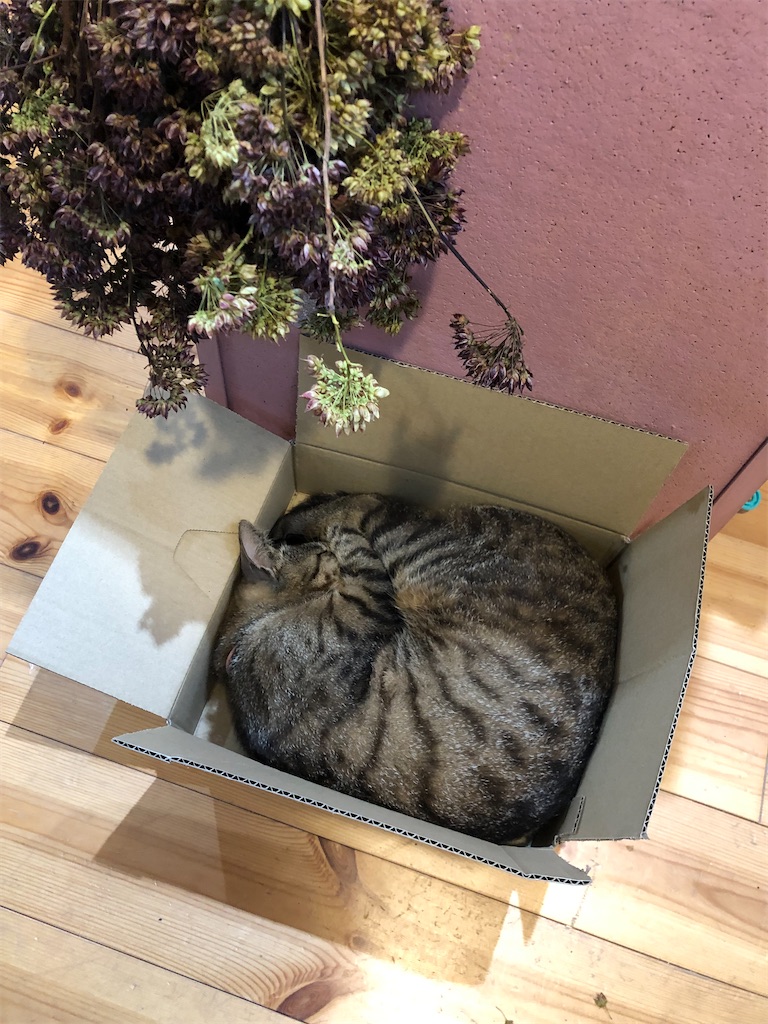 f:id:zappa38:20230612144727j:image