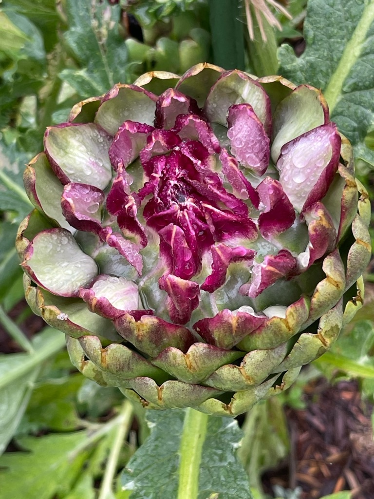 f:id:zappa38:20230622171820j:image