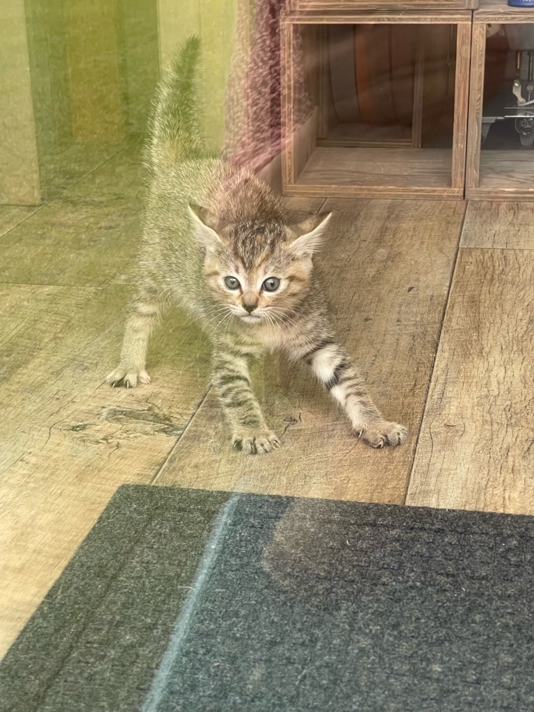 f:id:zappa38:20230622171825j:image