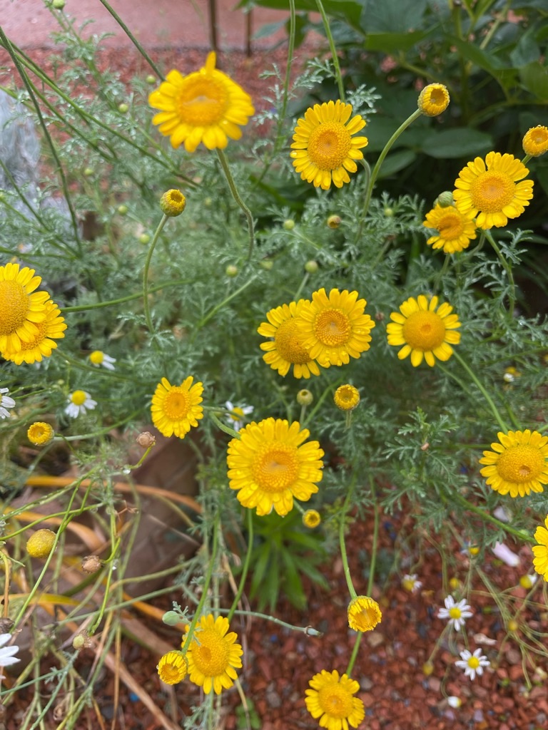 f:id:zappa38:20230622171829j:image