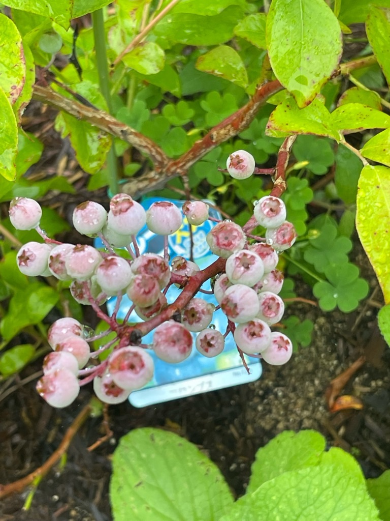 f:id:zappa38:20230622171918j:image