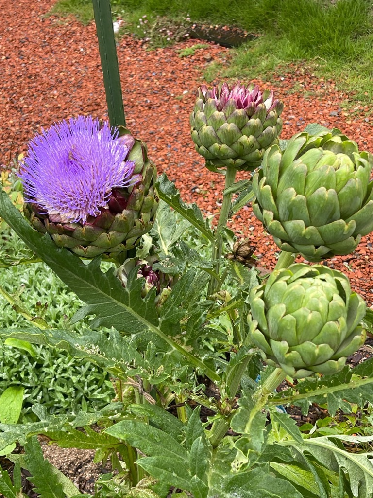 f:id:zappa38:20230622171927j:image