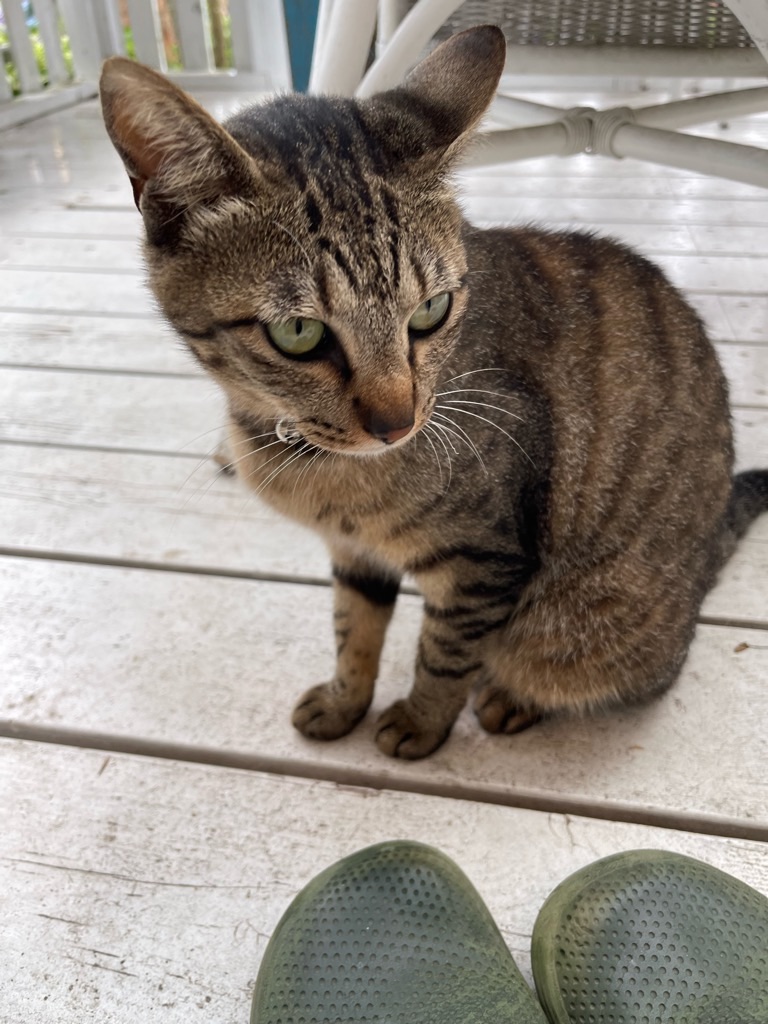 f:id:zappa38:20230622171937j:image