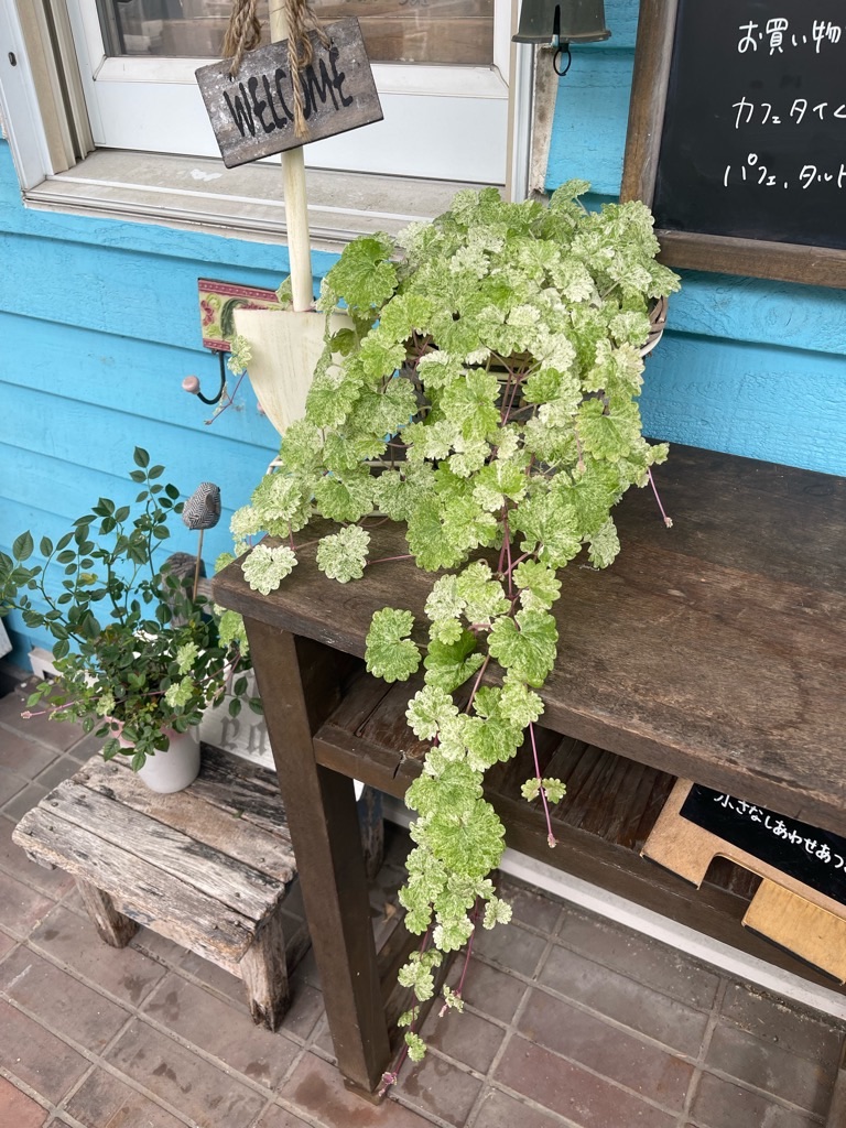 f:id:zappa38:20230623195907j:image