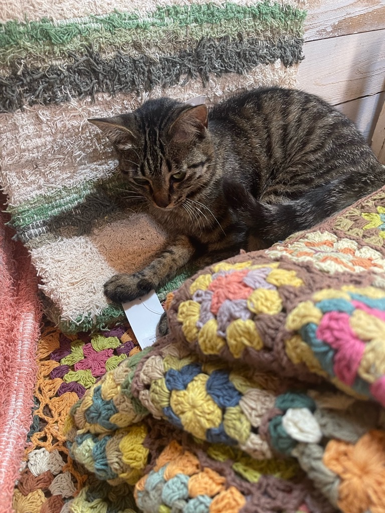 f:id:zappa38:20230623195911j:image