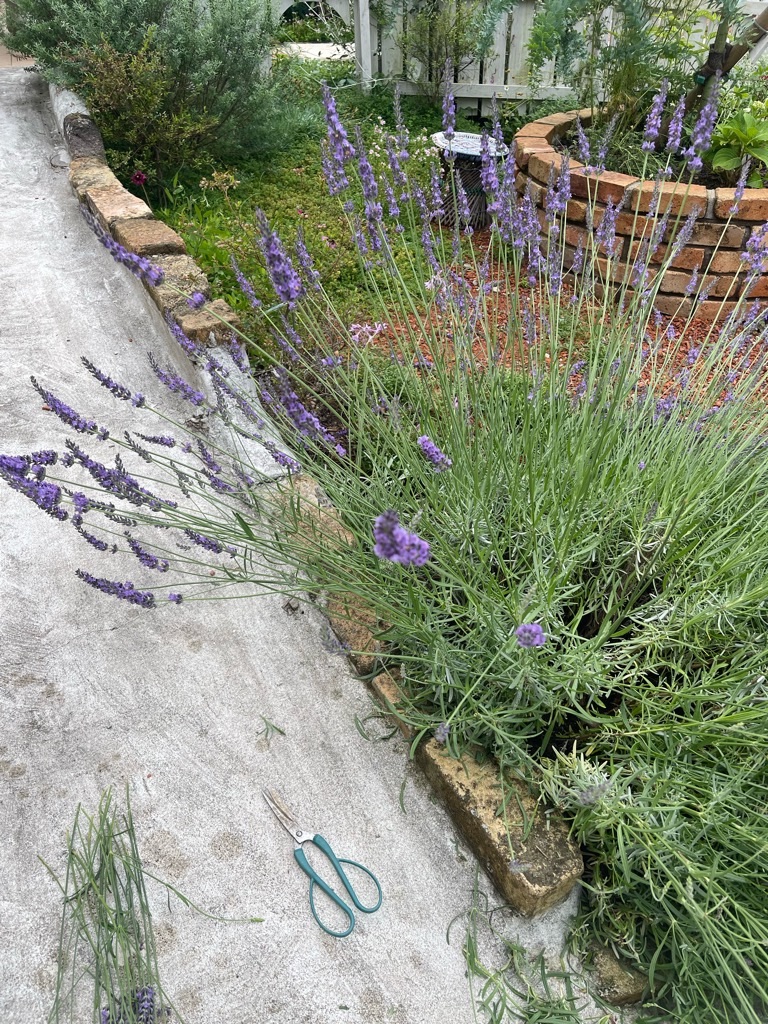 f:id:zappa38:20230623195917j:image