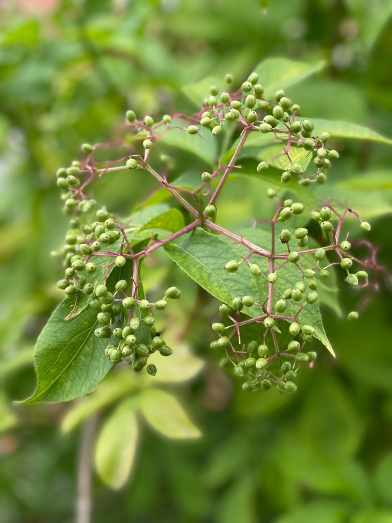 f:id:zappa38:20230623195923j:image