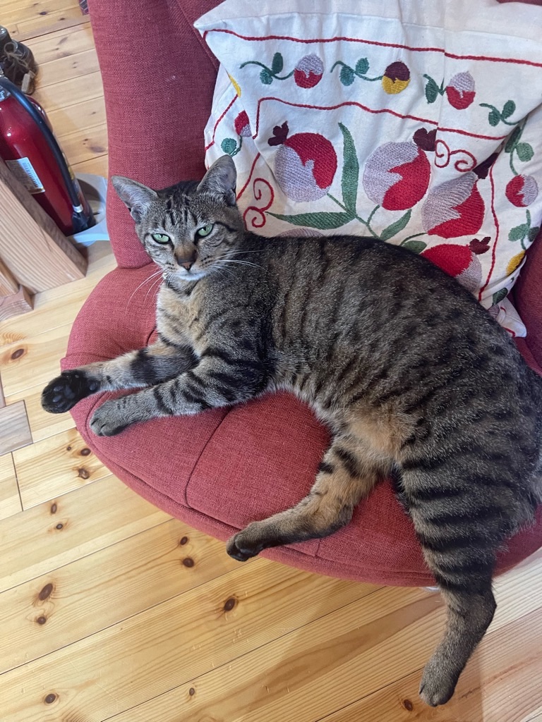 f:id:zappa38:20230623195939j:image