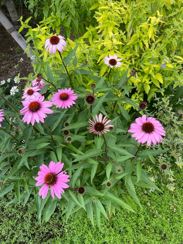 f:id:zappa38:20230623195945j:image