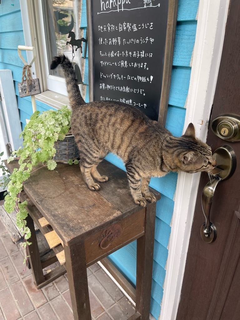 f:id:zappa38:20230623195948j:image