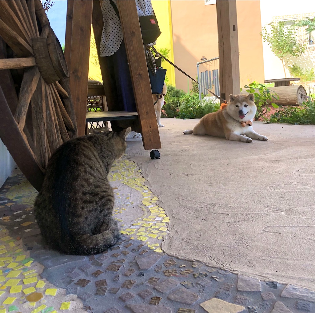 f:id:zappa38:20230715170626j:image