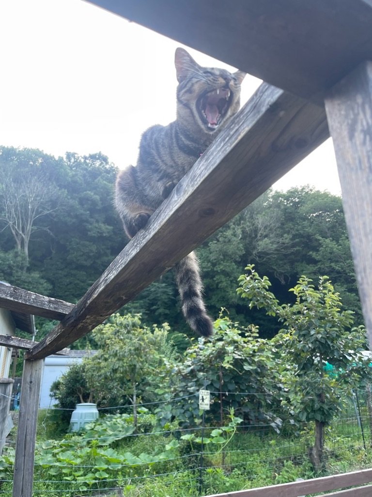 f:id:zappa38:20230718204940j:image f:id:zappa38:20230718204940j:image