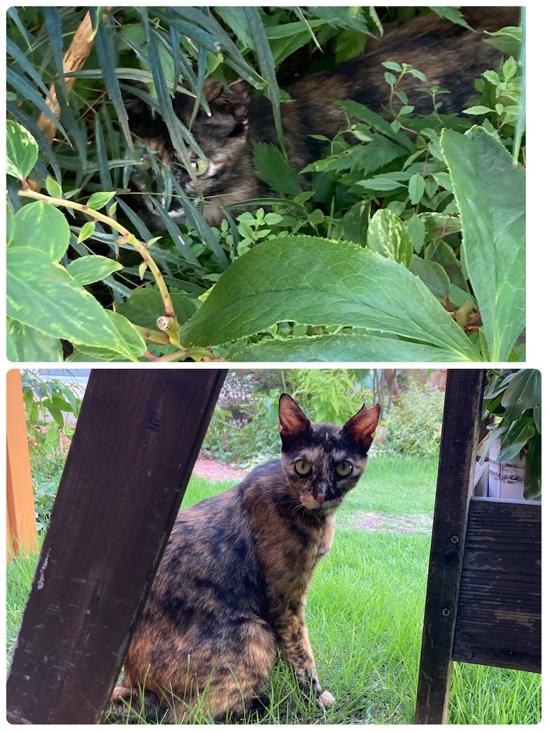 f:id:zappa38:20230729165024j:image