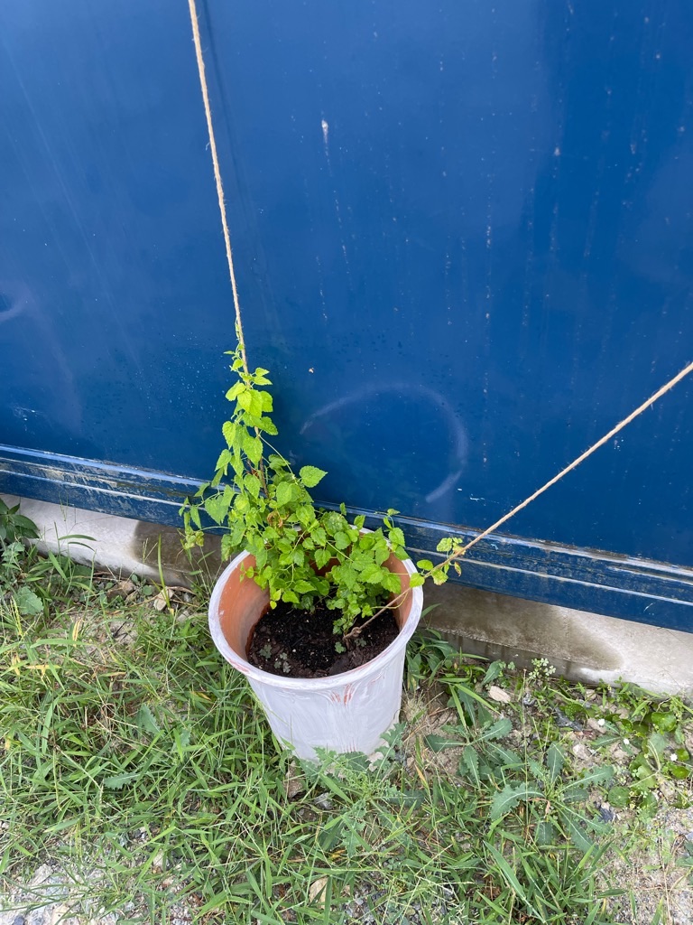 f:id:zappa38:20230806202901j:image