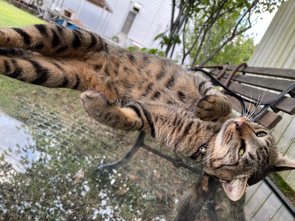 f:id:zappa38:20230806202907j:image