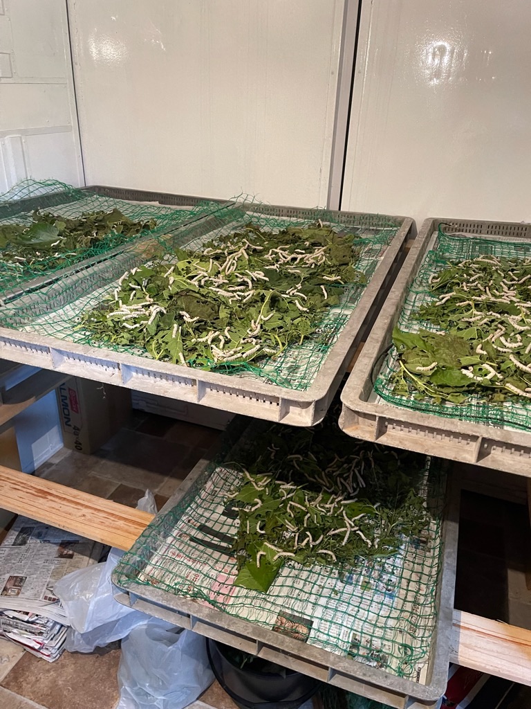 f:id:zappa38:20230806202910j:image