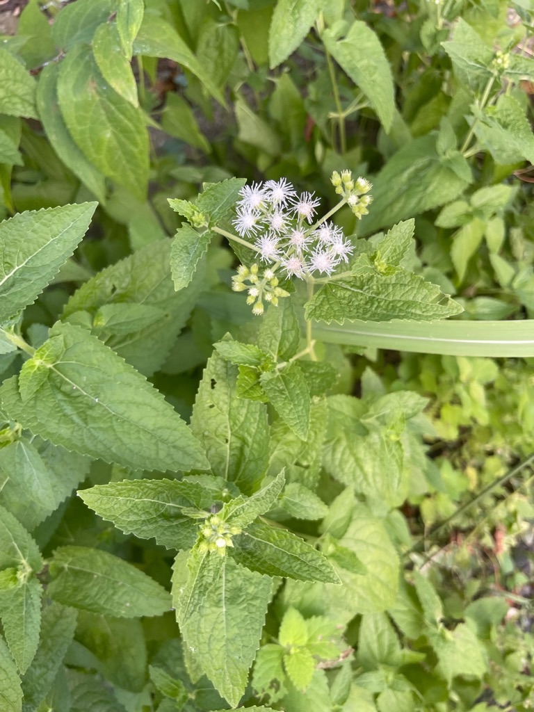 f:id:zappa38:20230806202920j:image