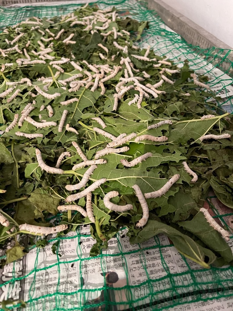 f:id:zappa38:20230806202930j:image