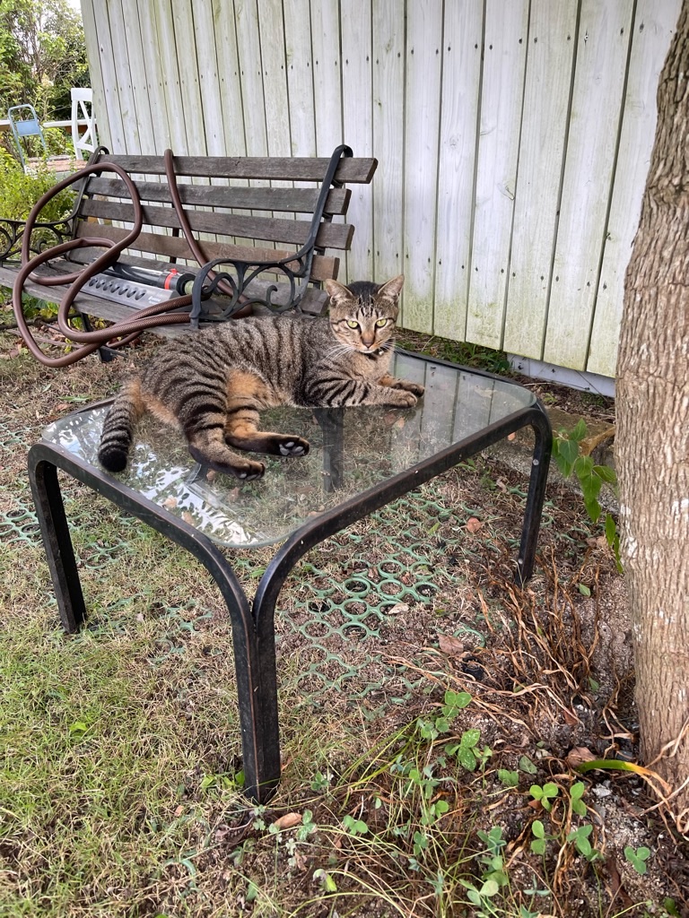 f:id:zappa38:20230806202933j:image