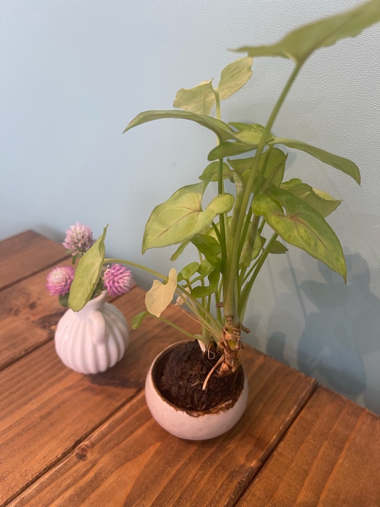 f:id:zappa38:20230806202936j:image