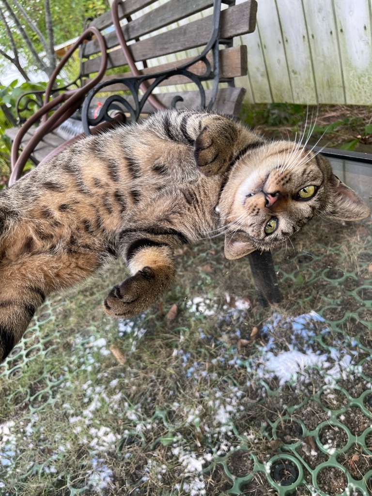 f:id:zappa38:20230806202945j:image