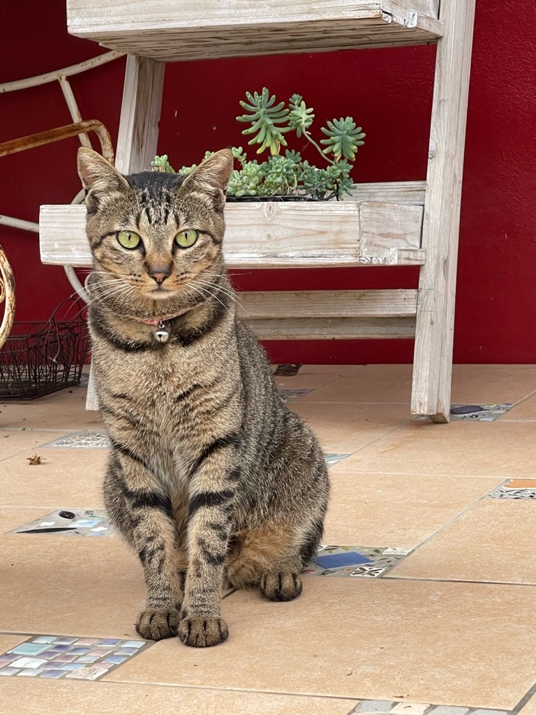 f:id:zappa38:20230807193617j:image