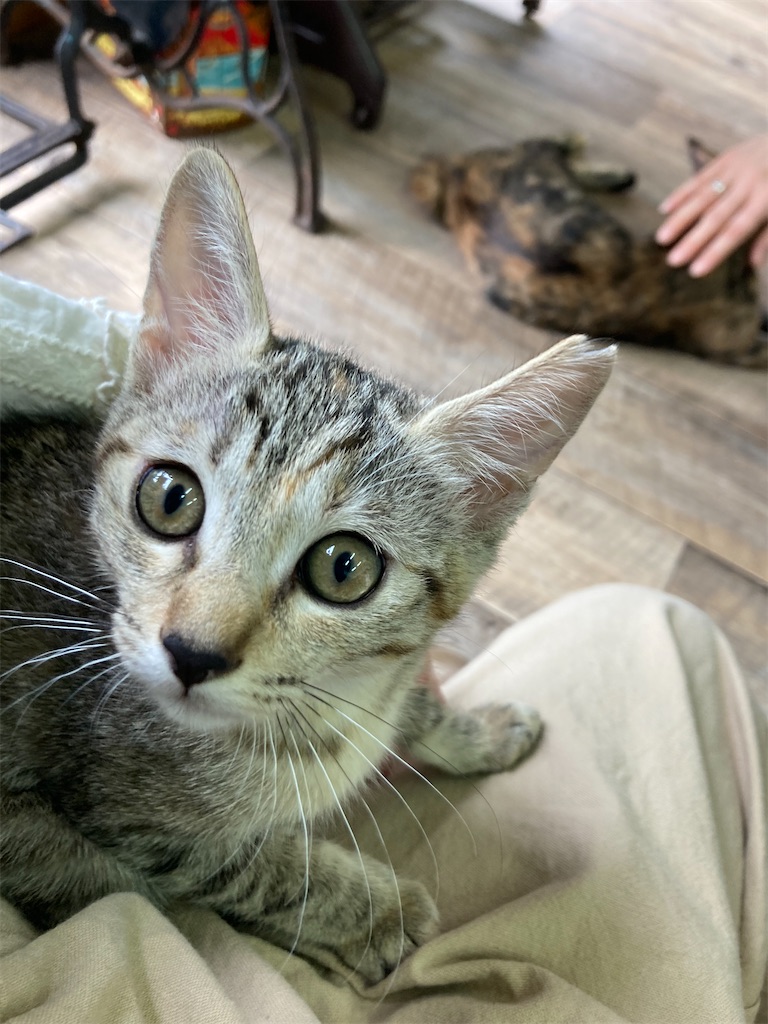 f:id:zappa38:20230808001334j:image