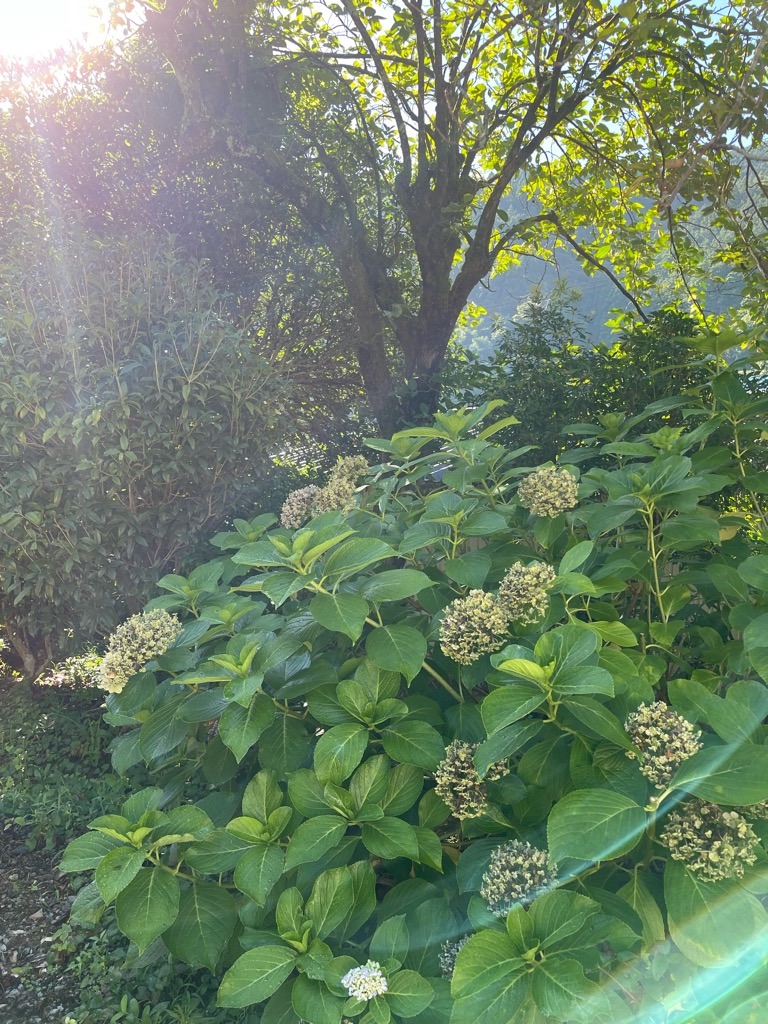 f:id:zappa38:20230813194751j:image